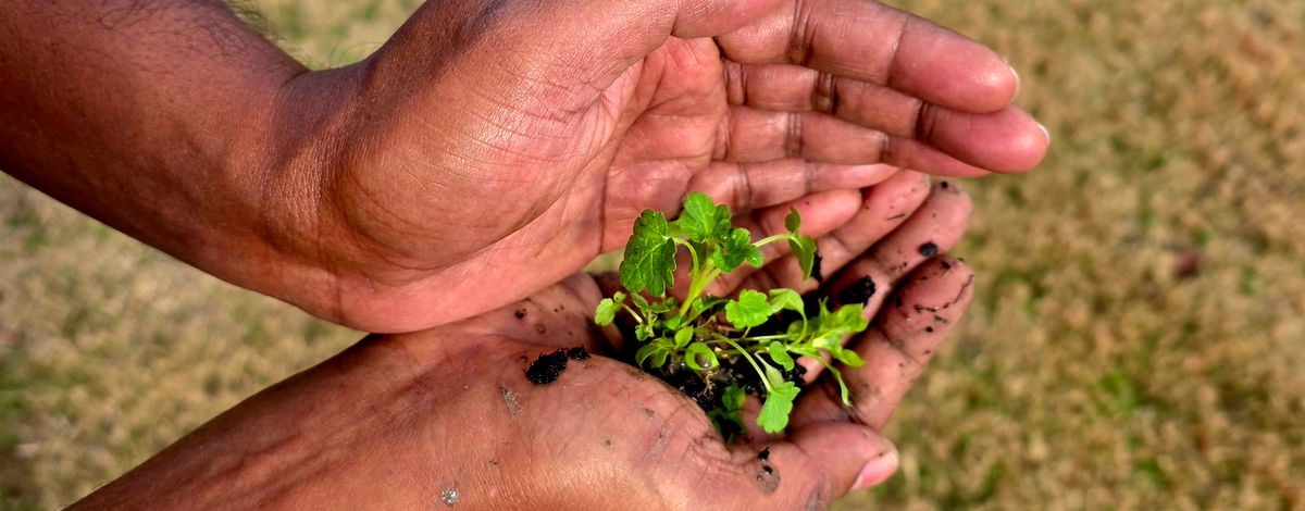 Två händer som håller en liten grön planta